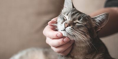 Evcil Hayvan Sigortası’nda Şampiyon Kediler 