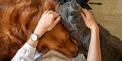 Evcil hayvanınızın ismi hacklenmenize neden olabilir!