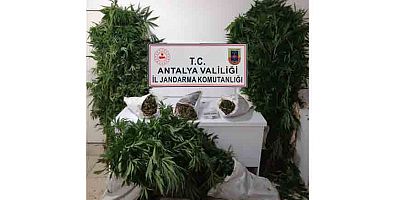Evinde ve bahçesinde kenevir yetiştiren şahıs yakalandı
