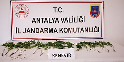 Evinin bahçesinde kenevir ekimi yapan şahıs yakalandı