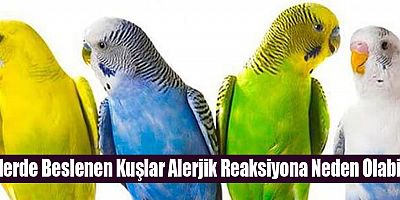 Evlerde Beslenen Kuşlar Alerjik Reaksiyona Neden Olabilir