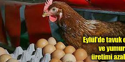 Eylül'de tavuk eti ve yumurta üretimi azaldı