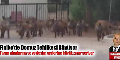 Finike’de Domuz Tehlikesi Büyüyor