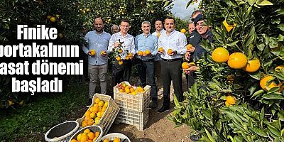 Finike portakalının hasat dönemi başladı