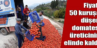 Fiyatı 50 kuruşa düşen domates