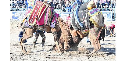 Folklorik deve güreşi, Toptaş Arena Folklorik Deve Gösterisi Sahası'nda gerçekleşti