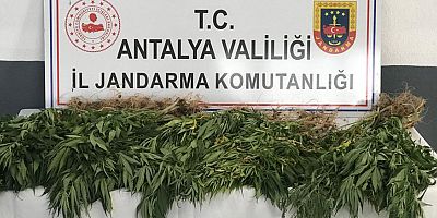 Gazipaşa'da 50 kök kenevir bitkisi ele geçirildi