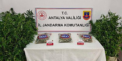 Gazipaşa İlçesinde Uyuşturucu Madde ve Yasadışı Kenevir Ekimi Operasyonu