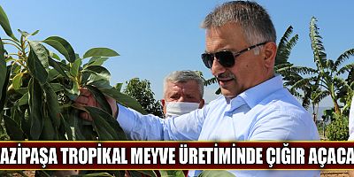 Gazipaşa tropikal meyve üretiminde çığır açacak