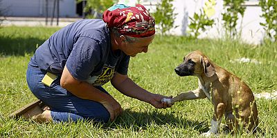 Geçici Bakımevi ve Rehabilitasyon Merkezi’nde sahiplendirme yoğunluğu