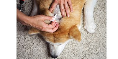 Gıda takviyeleri, evcil dostların deri ve tüy sağlığını güvence altına alıyor