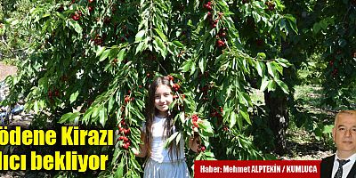 Gödene Kirazı alıcı bekliyor