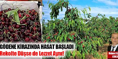Gödene kirazında hasat başladı