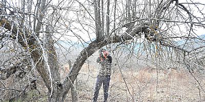Gölcük Tabiat Parkı’nda elma bahçeleri yeniden canlanıyor