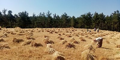 Gündoğmuş’ta Büyükşehir’in dağıttığı buğdaylar hasat edildi