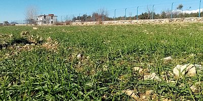 Gündoğmuş’ta çiftçiye dağıtılan ata tohumları çimlendi