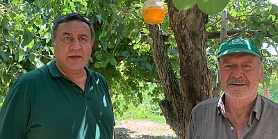 Gürer: “Akdeniz Meyve Sineği büyük zarar veriyor”