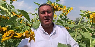 Gürer: “Ayçiçek fiyatı üreticinin beklentisini karşılamadı”