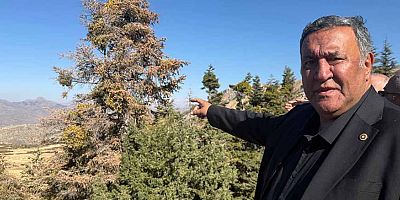Gürer: “Binlerce hektar orman yok oluyor”