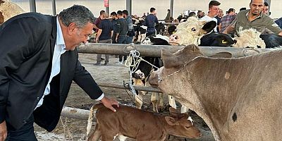 Gürer: “Buzağı ölümleri neden önlenemiyor?”