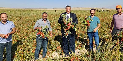 Gürer: “Domates üreticisi de beklediğini bulamadı”
