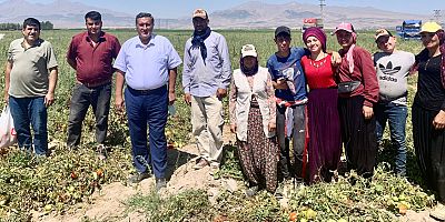 Gürer: “Domates üreticisi, maliyeti kurtardığına bile seviniyor”