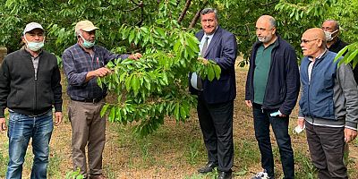 Gürer: “Dünyaca ünlü Ulukışla kirazında yüzde 70 verim kaybı var”