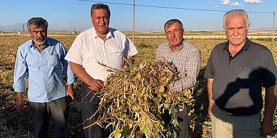 Gürer: “Fasulye üreticisi TMO’nun fiyatını bekliyor”