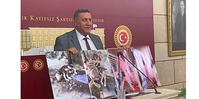 Gürer: “Kesilen gebe ineklerden canlı çıkan buzağılar çöpe gidiyor”