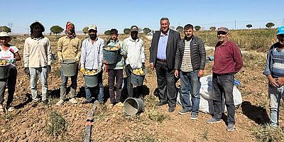 Gürer: “Kışlık patates hasadı sorunlu başladı”