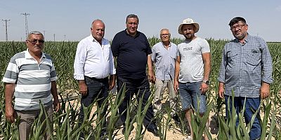 Gürer: “Mısırda ithalat üretimin yolunu kesiyor”