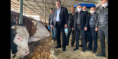 Gürer: “Patates sonunda hayvan yemi oldu”