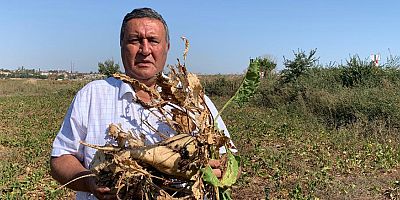 Gürer: “Şeker pancarında neler oluyor?”