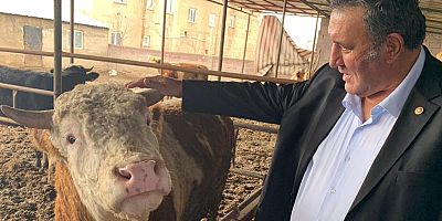 Gürer: “Yem fiyatlarındaki artış hayvancılığı tehdit ediyor”
