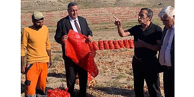 Gürer: Yerli üretici soğanı maliyetine satmakta zorlanıyor