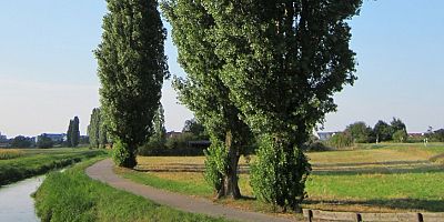 Havada uçuşan kavak pamukçukları alerjen midir?