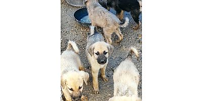 HAYDİKO’dan destek çağrısı