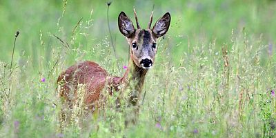 Hayvan hakları savunucuları avcılık düzenlemelerinin iptali için dava açtı