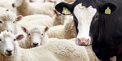 Hayvan sayısı azaldı