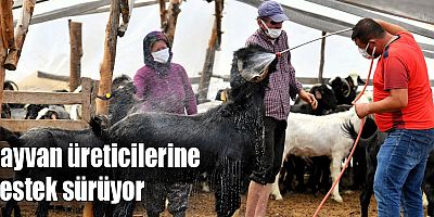 Hayvan üreticilerine destek sürüyor
