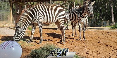 Hayvanat Bahçesi’nde Dünya Zebralar Günü için renkli kutlama