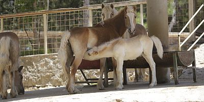 Hayvanat Bahçesi’nde yeni yavrulara özenle bakılıyor