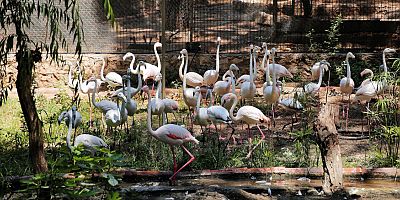 Hayvanat Bahçesi’nin misafirleri flamingolar