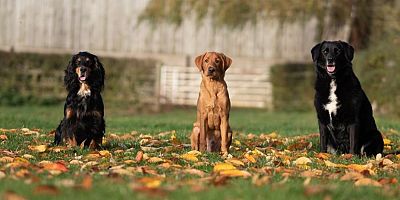 Hayvanlar ile daha sağlıklı ve mutluyuz
