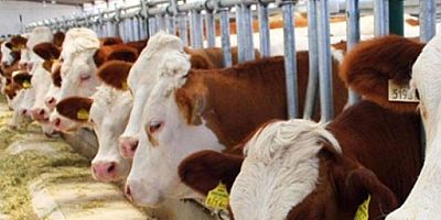 Hayvansal üretim istatistikleri açıklandı