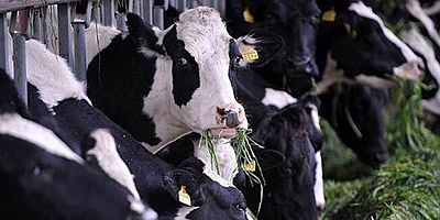 Haziran 2021 Hayvansal Üretim İstatistikleri açıklandı