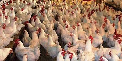 Haziran ayı kümes hayvancılığı istatistikleri açıklandı