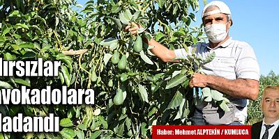 Hırsızlar avokadolara dadandı