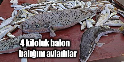 İstilacı balon balığını yakalamak için yarıştılar