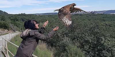 İyileşen kızıl şahinler doğaya salındı
